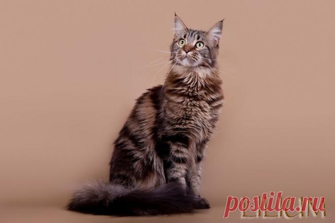 Кошка породы мейн кун