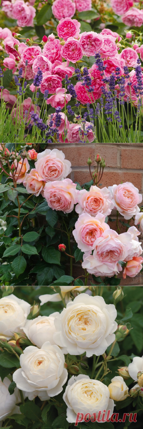 Великолепные розы Дэвида Остина