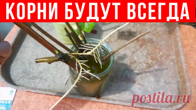 СЕКРЕТНЫЙ ТРЮК для размножения ВИНОГРАДА Друзья, если у вас не получается укоренять виноград, попробуйте этот метод. Я его часто использую, особенно когда я не уверена, укореняться черенки или нет. В основном 90% черенков прекрасно укореняются.✔Делитесь пожалуйста этим видео с друзьями, им тоже это пригодится!!!