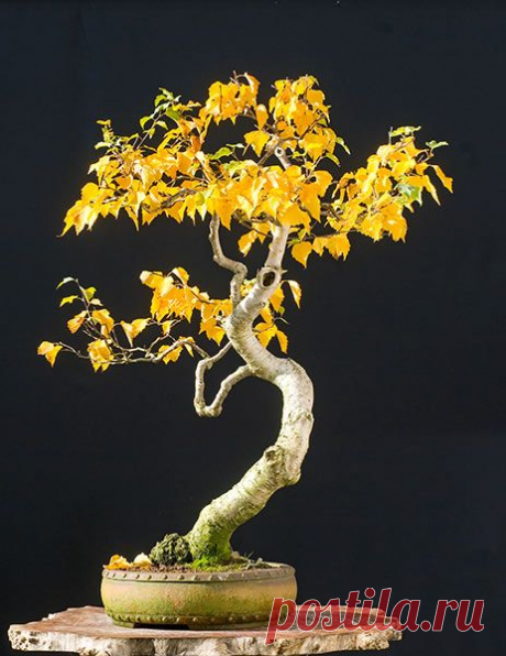 Golden #Bonsai https://walter-pall.de/supershotsbroadleaved1.jpg.dir/index.html | Bonsai