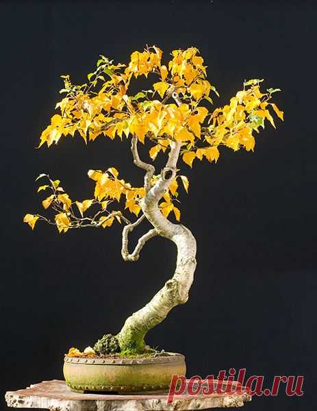 Golden #Bonsai http://walter-pall.de/supershotsbroadleaved1.jpg.dir/index.html | Bonsai