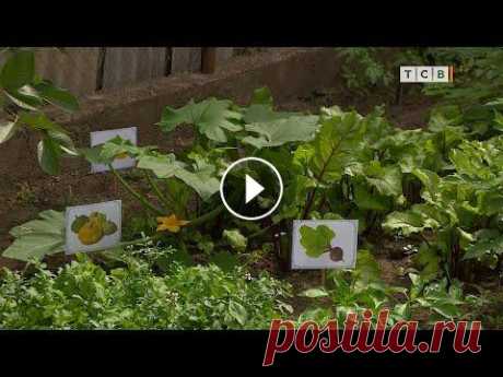 Зачем нужен огород в детском саду Самый маленький детский сад Тирасполя завёл большой огород. Овощи и ягоды здесь выращивают эксперимента ради. Чтобы городские дети понимали, как появл...