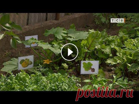 Зачем нужен огород в детском саду Самый маленький детский сад Тирасполя завёл большой огород. Овощи и ягоды здесь выращивают эксперимента ради. Чтобы городские дети понимали, как появл...