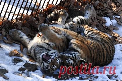 Россияне собрали рекордные десятки миллионов рублей на животных. Социальная сеть «ВКонтакте» отправит 29 миллионов рублей Всемирному фонду дикой природы (WWF) России на проекты, которые помогают сохранить редкие виды животных: в частности, амурских тигров, снежных барсов и белых медведей. Средства были собраны пользователями соцсети во время новогодней акции «Снегопад подарков».