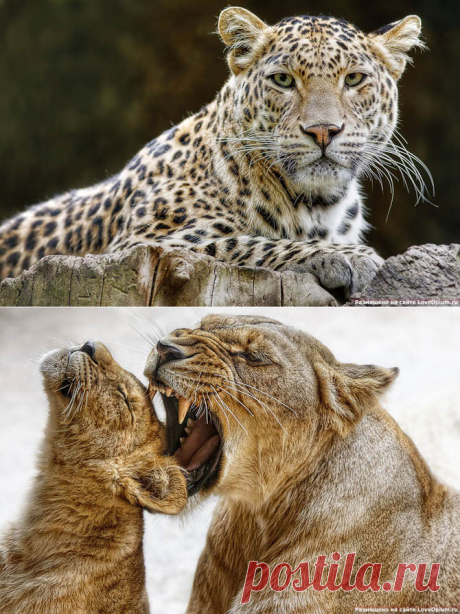 Портреты животных