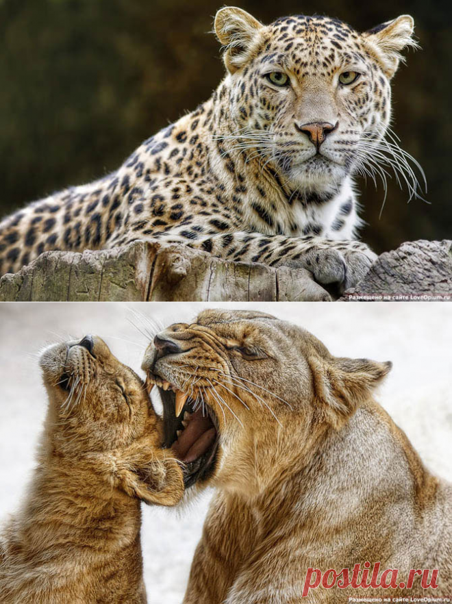 Портреты животных