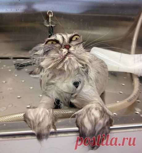 Как купать кота. С какого возраста и как часто можно купать котенка, кошку, инструкция с видео – Муркотэ о кошках и котах