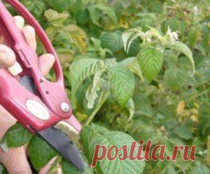 Уход за малиной: как правильно за садовой весной и осенью, удобрения и подкормки