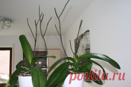 Орхидея отцвела, что делать дальше со стрелкой, как обрезать растение и осуществлять уход за ним после цветения, видео