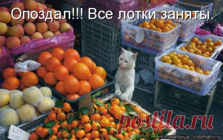 Лучшие котоматрицы за прошедшую неделю / Питомцы
