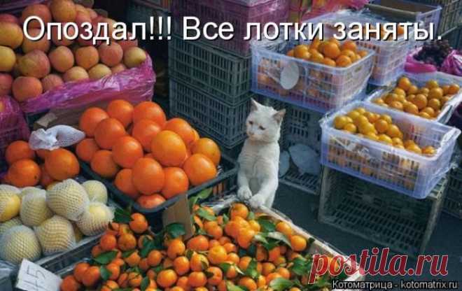 Лучшие котоматрицы за прошедшую неделю / Питомцы