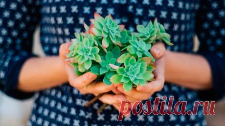 Все способы размножения суккулентов в домашних условиях