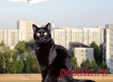 Без кота и жизнь не та