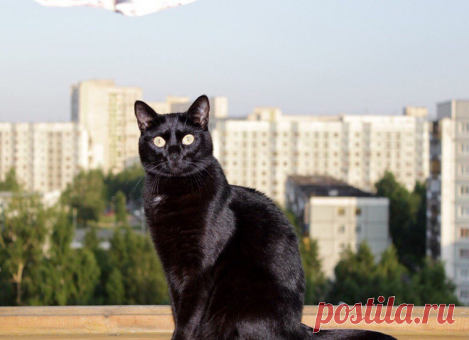 Без кота и жизнь не та