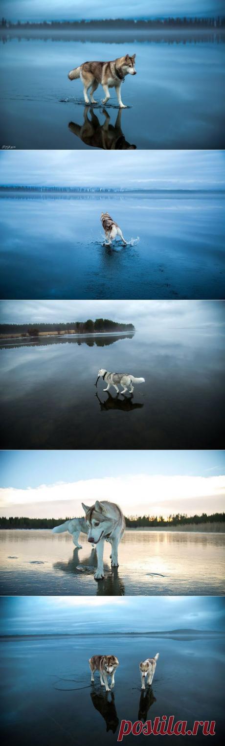 Красивые хаски и их отражения в идеально прозрачной воде… Фотограф Фокс Гром (Fox Grom) — Фотоискусство