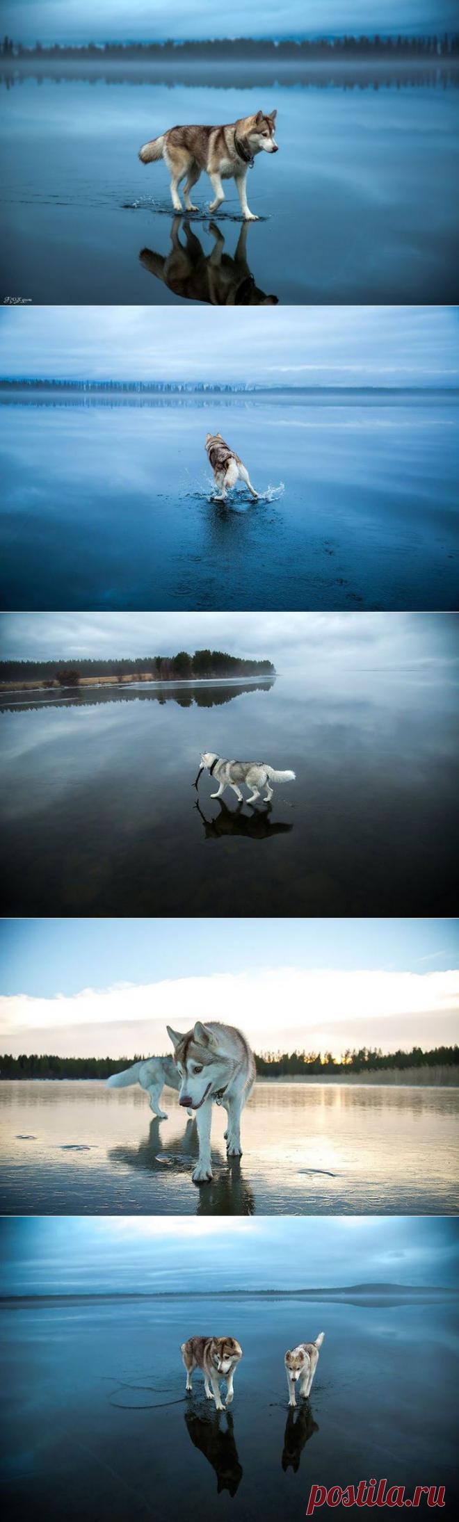 Красивые хаски и их отражения в идеально прозрачной воде… Фотограф Фокс Гром (Fox Grom) — Фотоискусство