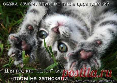 Пуд  в одном котопосте! | Дай лапку