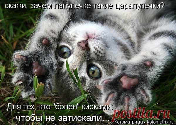 Пуд  в одном котопосте! | Дай лапку