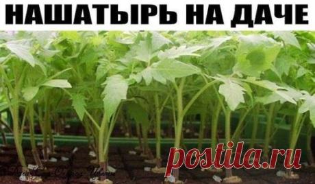 Нашатырный спирт на даче
Любителям выращивать цветочки, помидорчики и прочие цветочно-овощные культуры следует также обратиться за помощью к спирту. 
Очень уж любят лилии, клематисы, герань, огурцы подкормку с этим средством. Достаточно в 4 л воды растворить 50 мл нашатыря и ваши растения вас отблагодарят своим здоровым видом. 
Кстати, можно совместить приятное с полезным: полить комнатные растения таким раствором. Ни запахов, ни комаров-мошек, и при этом – удобренные цветы:) 
Зуд от укусов