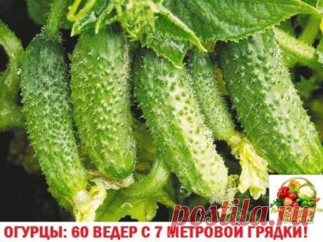 (1) Одноклассники