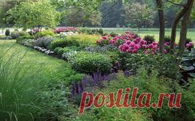 ели с жёлтыми побегами - Поиск в Google