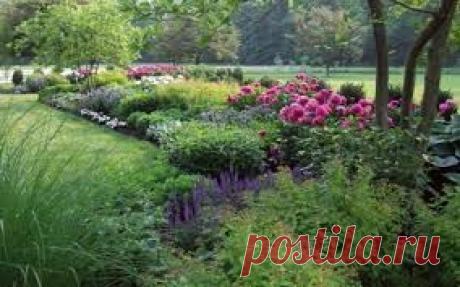 ели с жёлтыми побегами - Поиск в Google