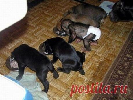 Like it-Живи с юмором!