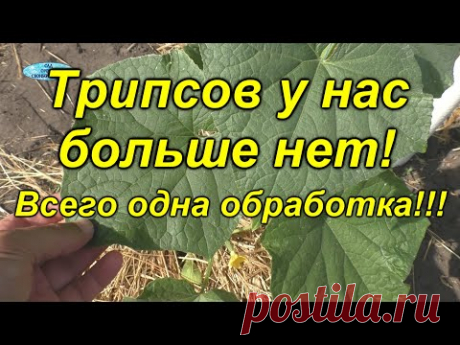Трипсы посыпались с огурцов от одной обработки! [биологическая] - YouTube