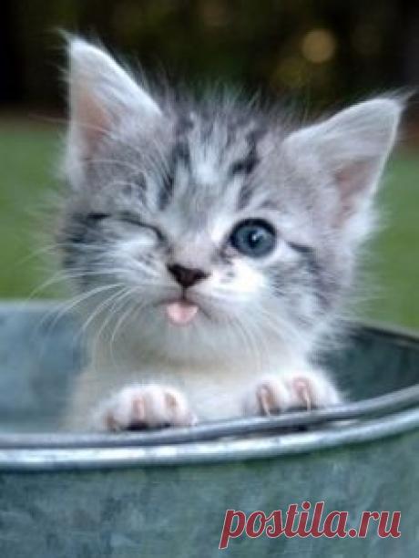 35 Cats And Other Cute Animals Winking
