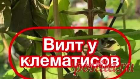 Во саду ли, в огороде... | Ролики — короткие видео