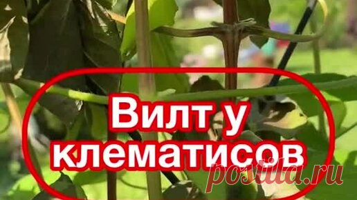 Во саду ли, в огороде... | Ролики — короткие видео