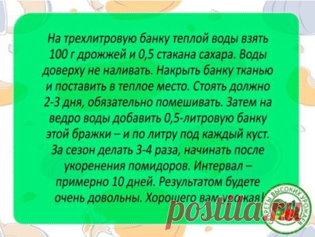 Действенный метод борьбы с тлей
#советы