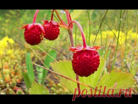 Земляничный чай. Лесной напиток. Strawberry tea. Forest drink. - YouTube