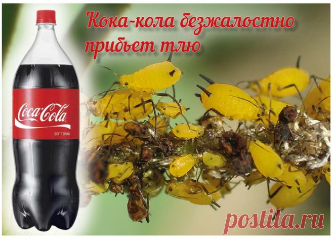 НАПОИТЕ ТЛЮ КОКА-КОЛОЙ ДО СМЕРТИ