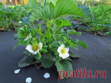 (87) Одноклассники