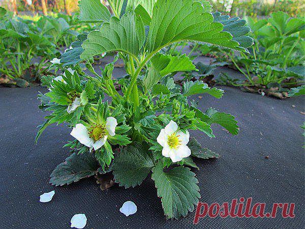 (87) Одноклассники