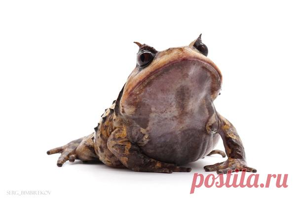 Рогатая чесночница со снимка Сергея Бимбирекова смотрит на вас с долей пренебрежения.