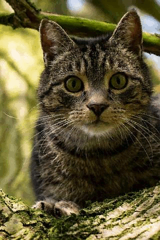 Котик