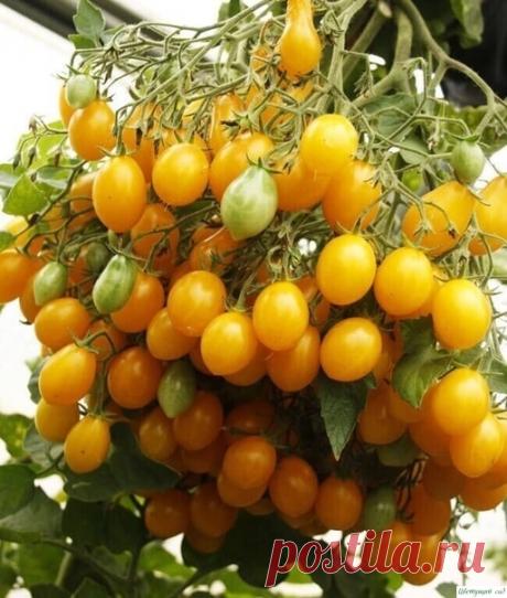 Опыт выращивания томатов одной огородницы