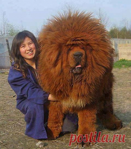 вал приколол(а) это к доске НАШИ БРАТЬЯ МЕНШИЕ