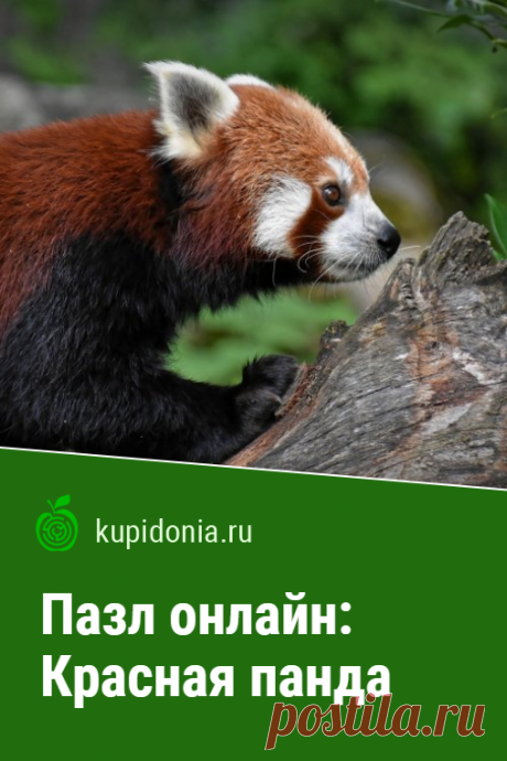 Пазл: Красная панда. Красивый пазл онлайн с милым красным пандой из серии «Пазлы онлайн с животными». Собирай пазлы на сайте.