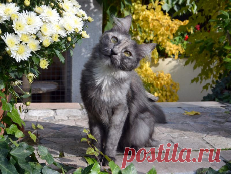 Iblis Melek Graffiti Art, alias Gracie, Turkish Angora girl almost 4 years old now ;)