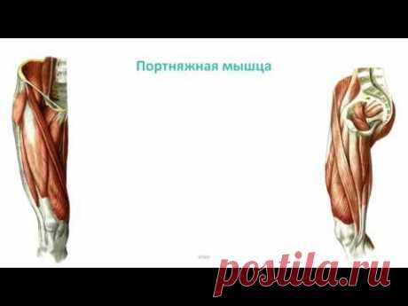 Мышцы пояса нижней конечности и бедра: топография, строение, функции