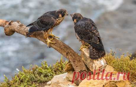 Обои трава, птицы, природа, камни, ветка, боке, соколы, Peregrine Falcon картинки на рабочий стол, раздел животные - скачать