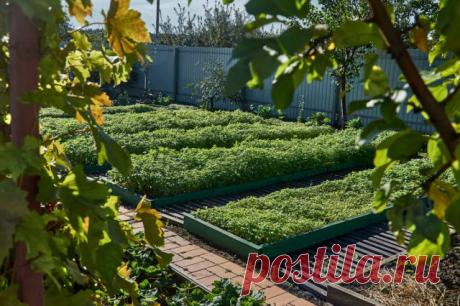 «Черный пар» или задернение? Как лучше восстановить плодородие почвы — Ботаничка