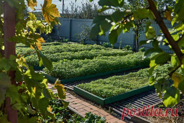 «Черный пар» или задернение? Как лучше восстановить плодородие почвы — Ботаничка