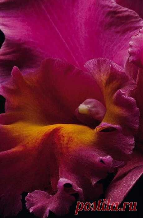 Orchid | Flores