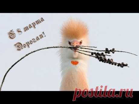 ПОЗДРАВЛЕНИЕ С 8 МАРТА, МИЛЫМ ЖЕНЩИНАМ! - MARCH 8, DEAR WOMEN!