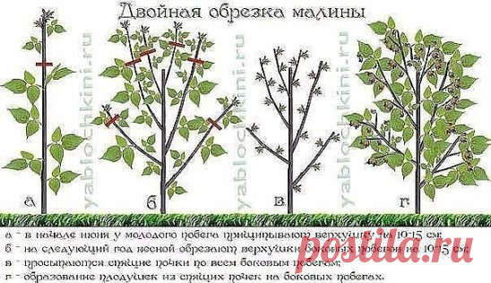 Двойная обрезка малины