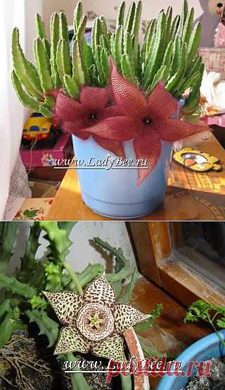 СТАПЕЛИЯ (STAPELIA).